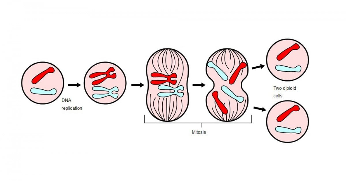 Apoyo para el paciente y familiar oncológico Biology Diagrams